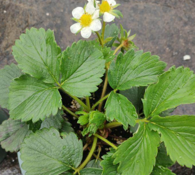 草莓种植时间几月份「一株草莓能活几年」