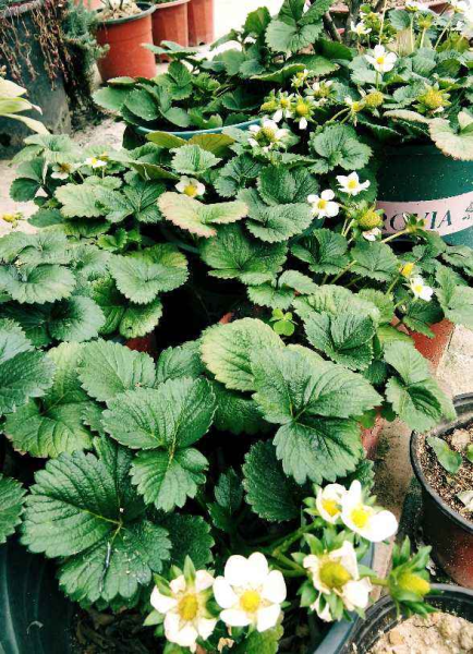 草莓苗什么时候种植最好「露天草莓苗什么时候种植最好」