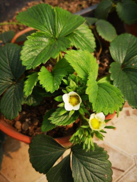 草莓苗什么时候种植最好「露天草莓苗什么时候种植最好」
