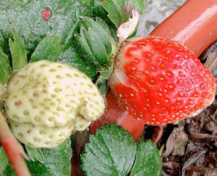 草莓苗什么时候种植最好「露天草莓苗什么时候种植最好」