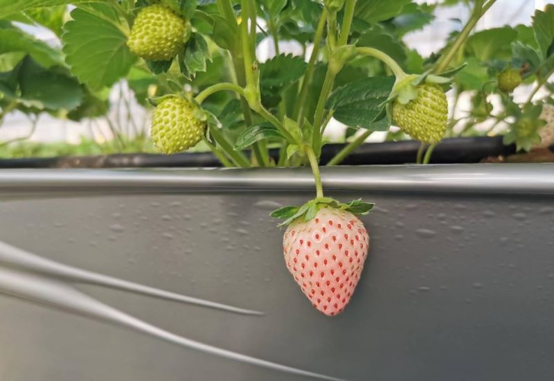 草莓阳台种植技术及日常管理「为什么家里忌讳种草莓」