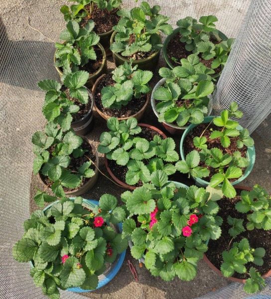 草莓阳台种植技术及日常管理「为什么家里忌讳种草莓」