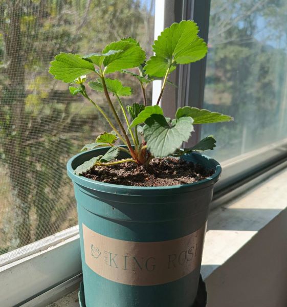 草莓阳台种植技术及日常管理「为什么家里忌讳种草莓」