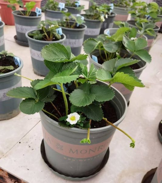 草莓阳台种植技术及日常管理「为什么家里忌讳种草莓」