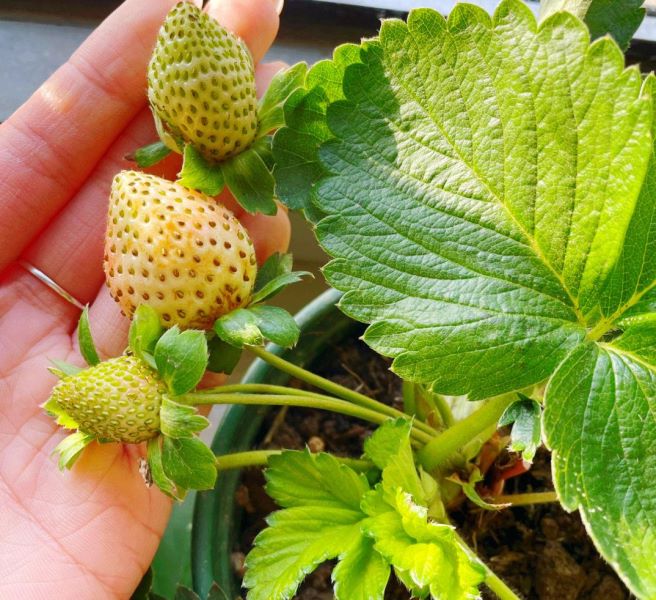 草莓阳台种植技术及日常管理「为什么家里忌讳种草莓」