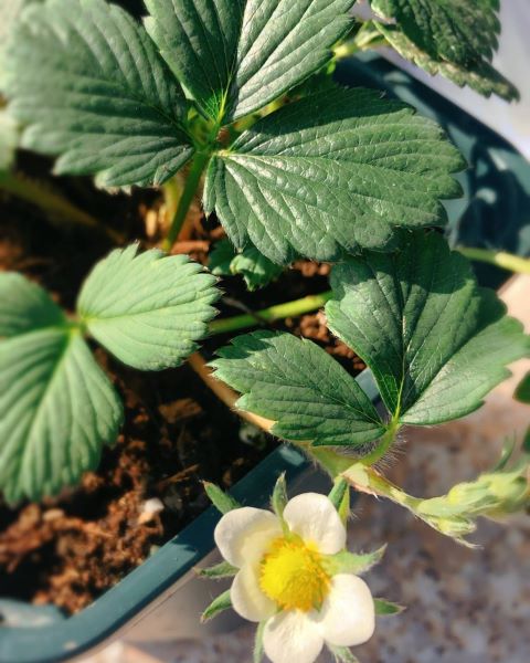草莓阳台种植技术及日常管理「为什么家里忌讳种草莓」