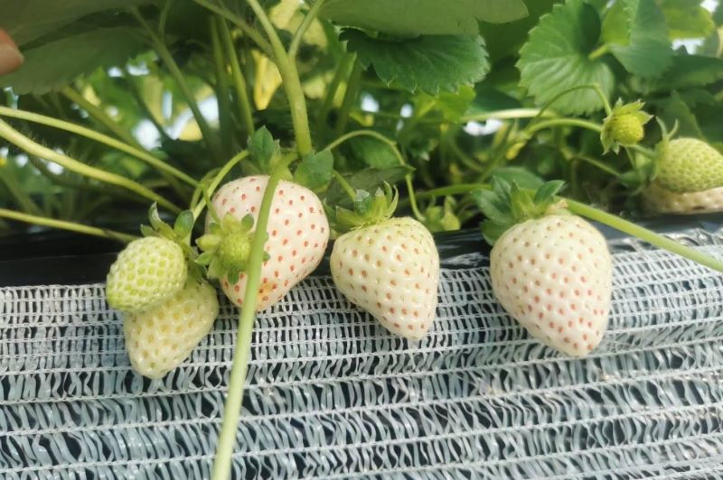草莓阳台种植技术及日常管理「为什么家里忌讳种草莓」