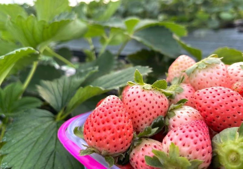 草莓阳台种植技术及日常管理「为什么家里忌讳种草莓」