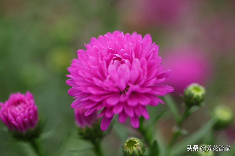 荷兰菊一年四季开花吗「荷兰菊是一年生还是多年生」