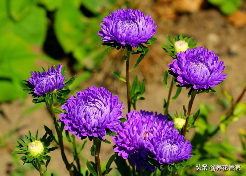 荷兰菊一年四季开花吗「荷兰菊是一年生还是多年生」