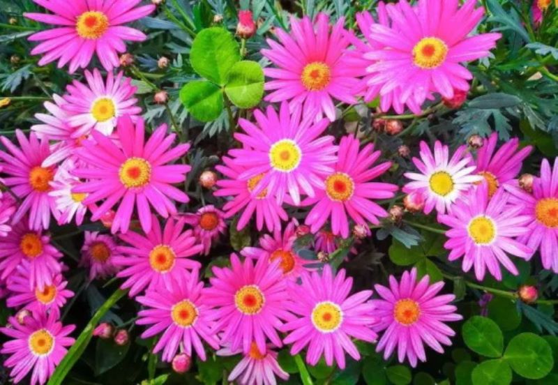 荷兰菊花语：活动、说谎「荷兰菊花的花语」