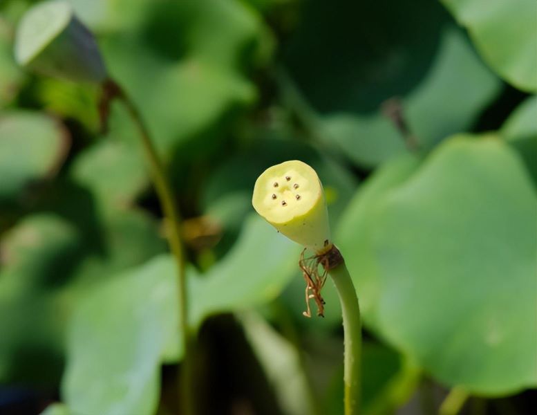 荷花什么时候种植最好「家里为什么不能养荷花」