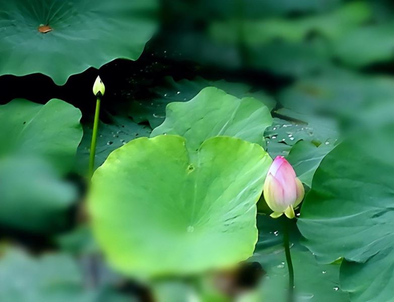 荷花什么时候种植最好「家里为什么不能养荷花」