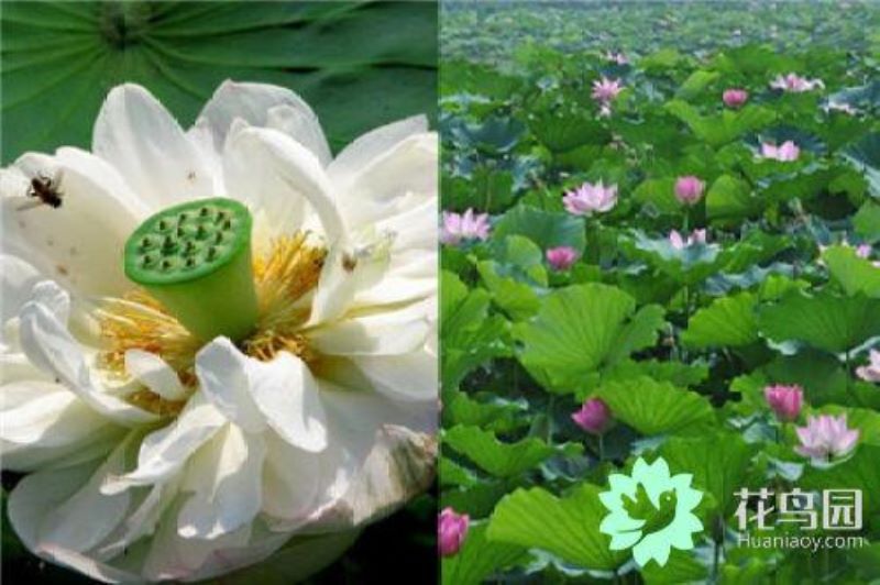 荷花是什么时候开的「荷花是什么时候开的秋天还是夏天」_2