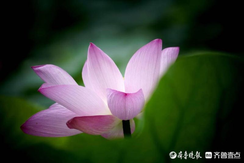 荷花是几月几日开放的「荷花是几月几日开放的-」