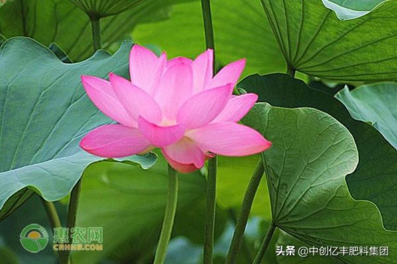 荷花花期的最长时间「荷花花期的最长时间是多久」