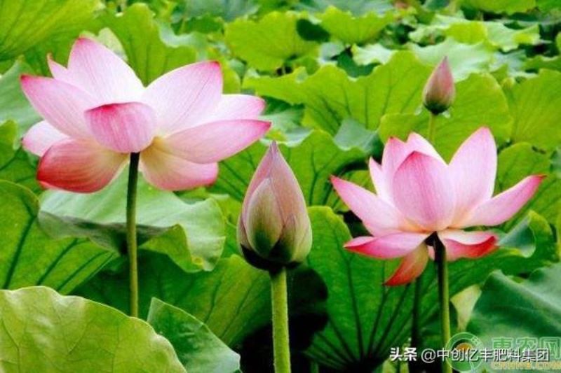 荷花花期的最长时间「荷花花期的最长时间是多久」