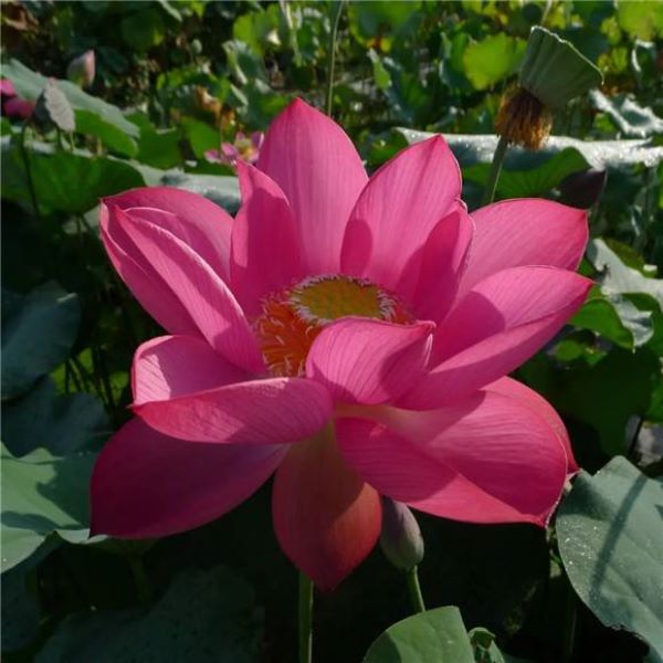 荷花花期长的是什么品种「荷花花期长的是什么品种的」