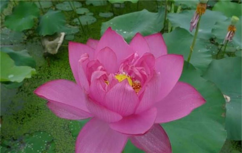 荷花花期长的是什么品种「荷花花期长的是什么品种的」