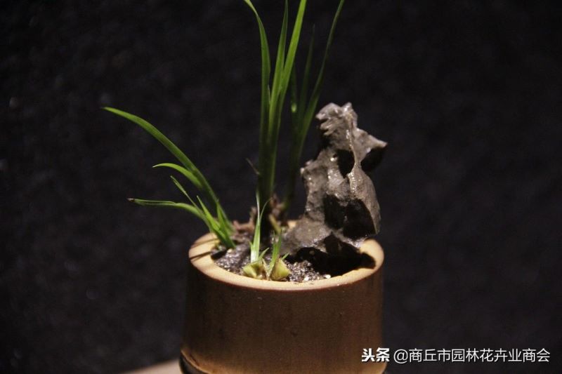 菖蒲盆栽怎么养「菖蒲盆栽怎么养护」