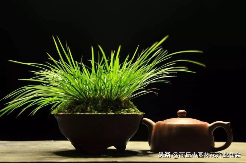 菖蒲盆栽怎么养「菖蒲盆栽怎么养护」