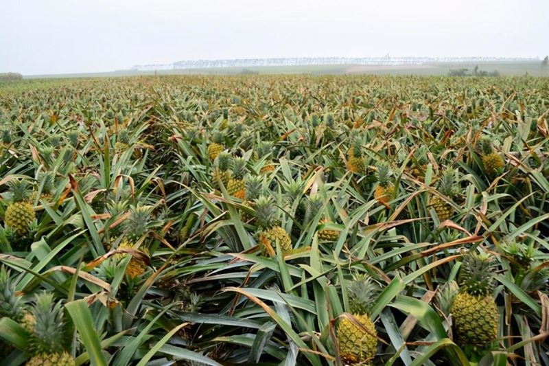 菠萝怎么种植方法「菠萝怎么种植方法视频」_1