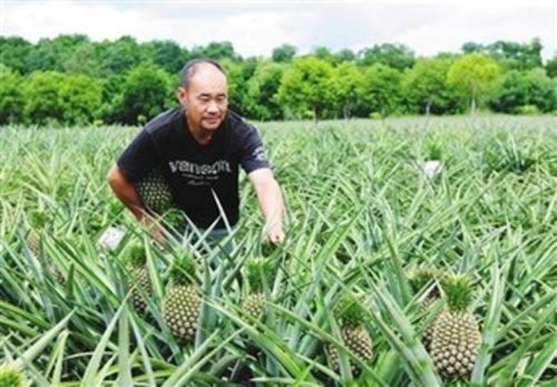 菠萝怎么种植方法和条件「菠萝怎么种植方法和条件视频」