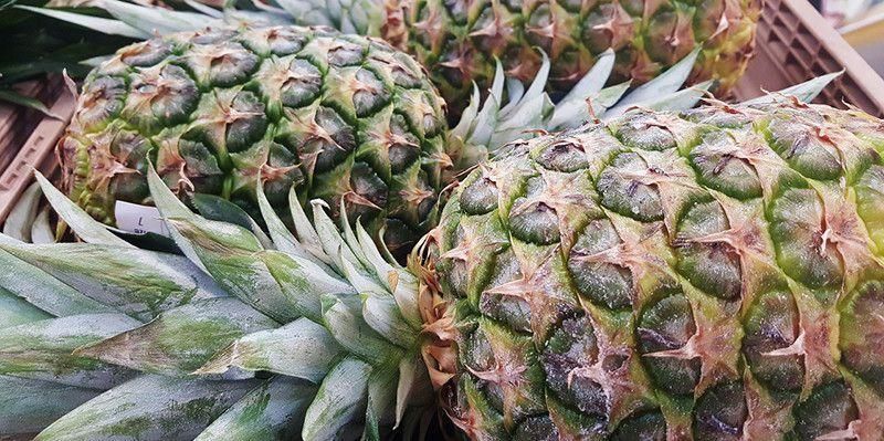 菠萝盆栽怎么种「菠萝盆栽怎么种植」