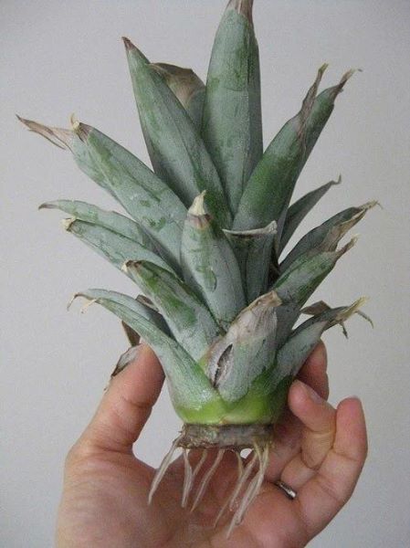 菠萝盆栽怎么种「菠萝盆栽怎么种植」