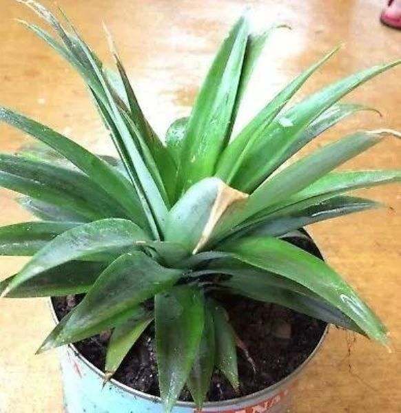 菠萝盆栽怎么种「菠萝盆栽怎么种植」