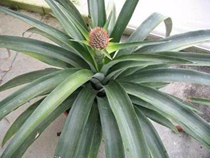 菠萝盆栽怎么种「菠萝盆栽怎么种植」