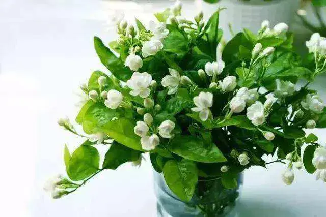 菲律宾的国花是什么「菲律宾的国花是什么花」