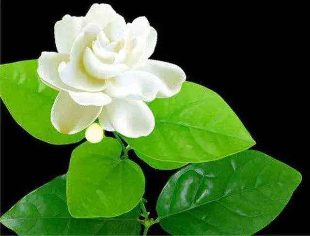 菲律宾的国花是什么「菲律宾的国花是什么花」