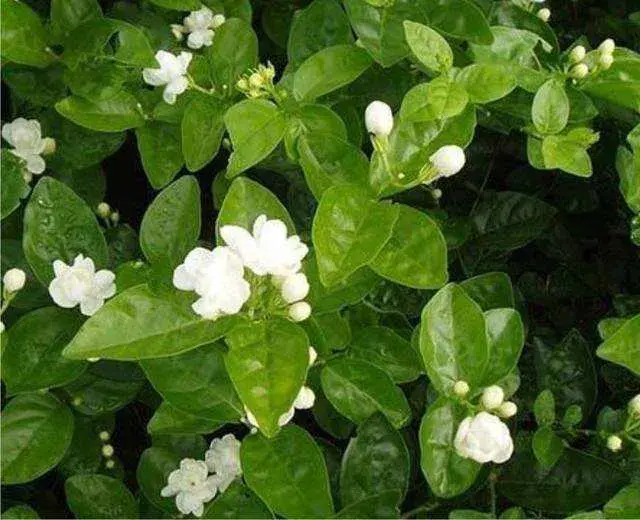 菲律宾的国花是什么「菲律宾的国花是什么花」