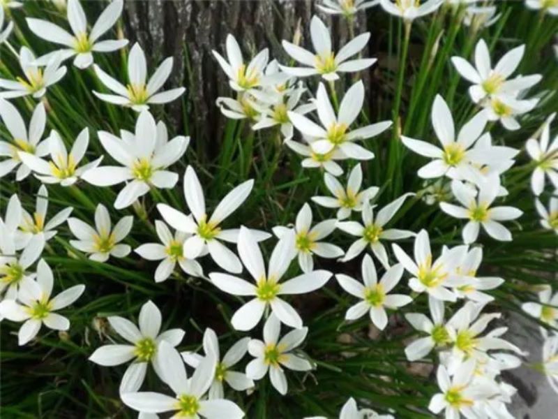 葱兰的花语「葱兰的花语和寓意」
