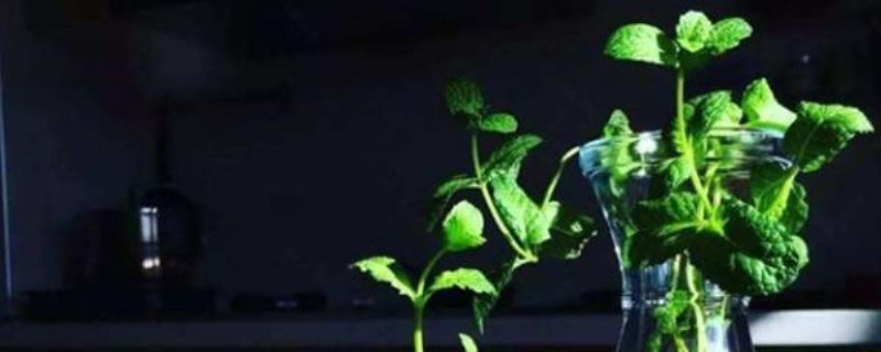 薄荷可以水培吗「薄荷可以水培吗-」