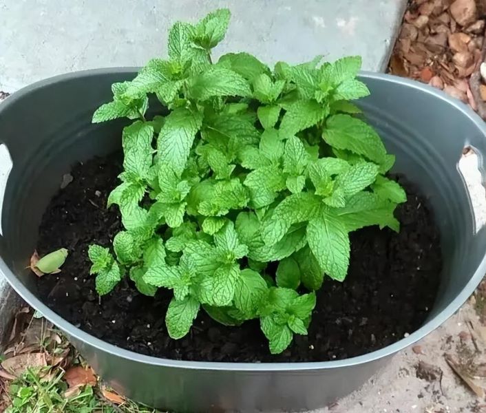 薄荷怎么种植方法「薄荷怎么种植方法和注意事项」