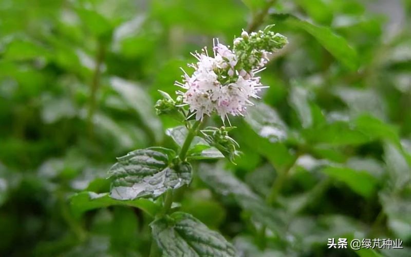 薄荷种子什么时候播种最好「薄荷种子什么时候播种最好活」