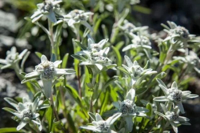 薄雪草花语及象征代表意义「薄雪草的花语是什么」