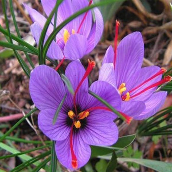 藏红花种植方法是什么「藏红花种植方法是什么样的」