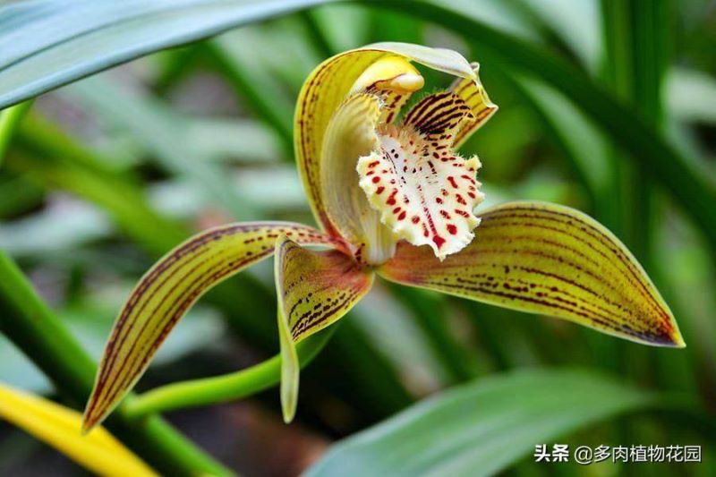 虎头兰怎么种植「虎头兰怎么种植方法」