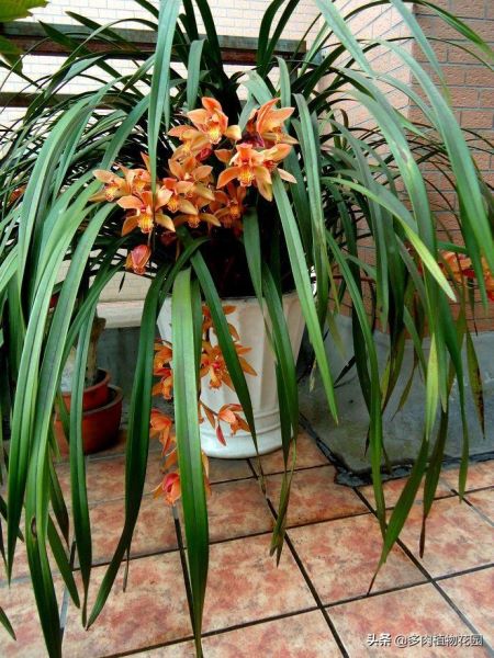 虎头兰怎么种植「虎头兰怎么种植方法」
