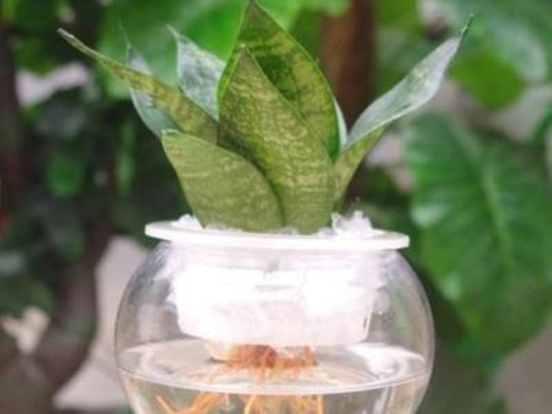 虎皮兰可以用水养吗「虎皮兰可以用水养吗视频」