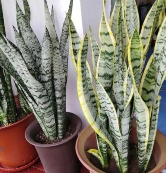 虎皮兰怎么种植才好「虎皮兰怎么种植才好活」
