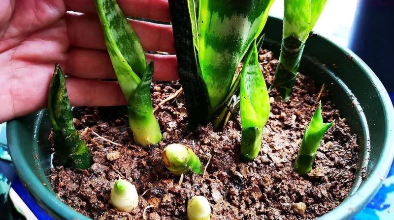 虎皮兰怎么种植才好「虎皮兰怎么种植才好活」