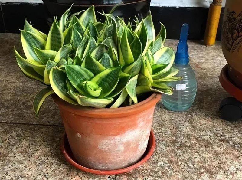 虎皮兰怎么种植才好「虎皮兰怎么种植才好活」