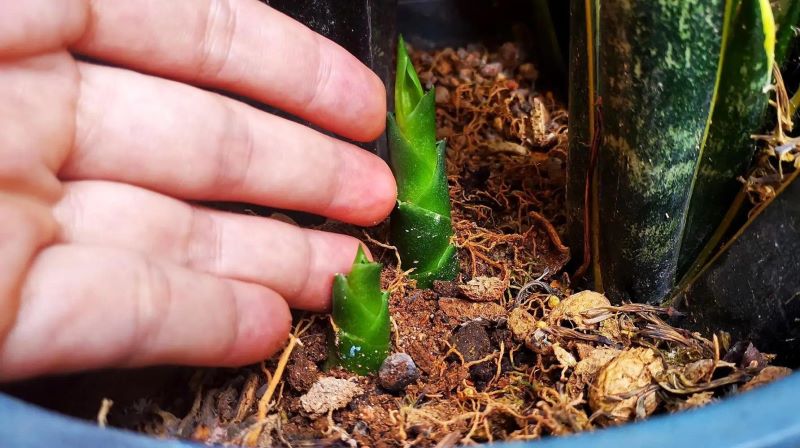 虎皮兰怎么种植才好「虎皮兰怎么种植才好活」