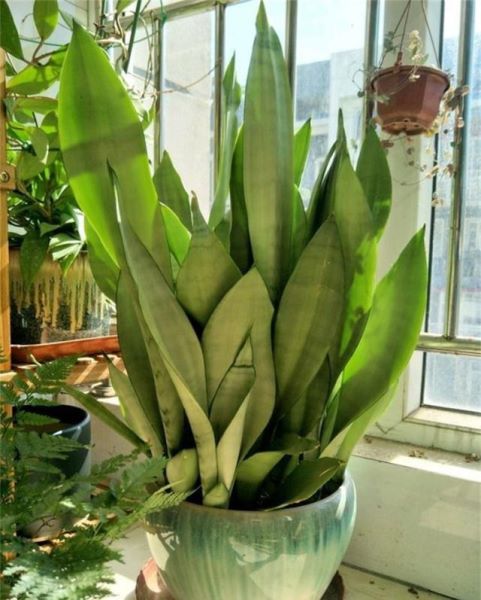 虎皮兰怎么种植才好「虎皮兰怎么种植才好活」