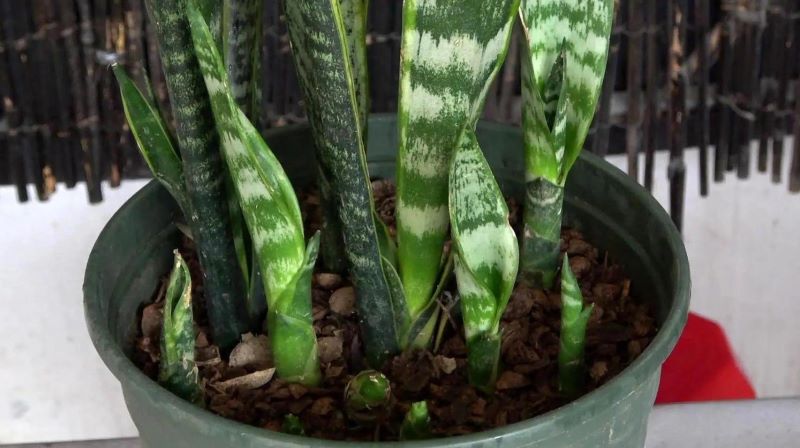 虎皮兰怎么种植才好「虎皮兰怎么种植才好活」