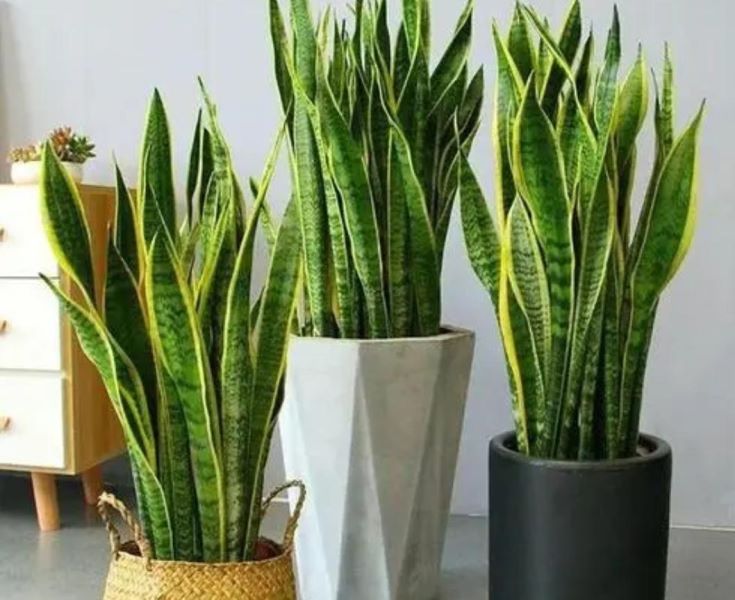 虎皮兰怎样种植才好「虎皮兰怎样种植才好活」
